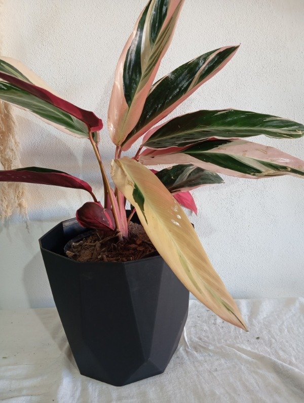 Producto - Estromante