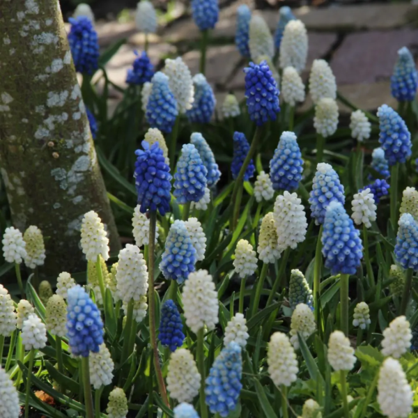 Producto - Muscari blanco, azul y celeste "Magic Mix" (maceta con 8 a 10 bulbos)