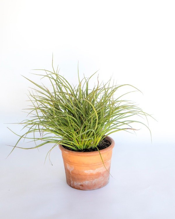 Producto - Eragrostis Spectabilis