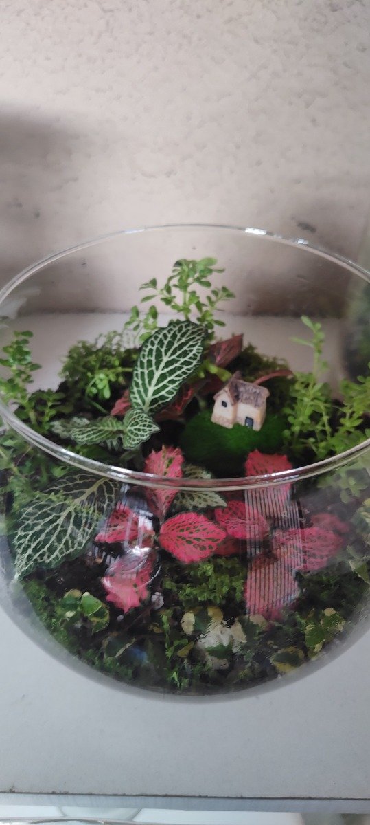 Producto - Terrario Bomba de vidrio