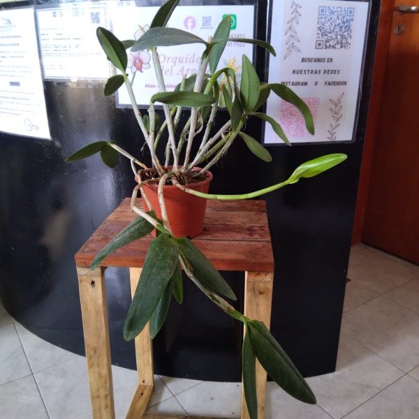 Producto - Cattleya Loddigesii - 4