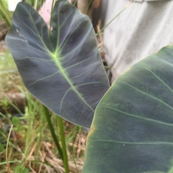 Producto - Colocasia Black Beauty - 3