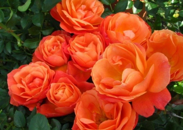 Producto - Fellowship