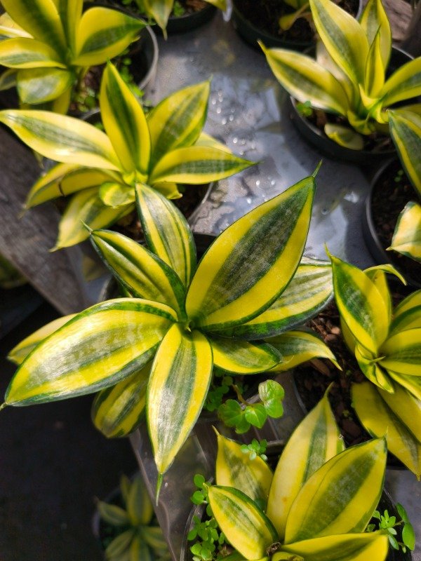 Producto - Sansevieria Nana variegada - Maceta 12