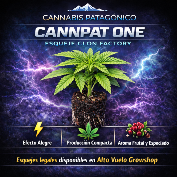 Producto - Esqueje Cannabis Patagonico - Cannpat One