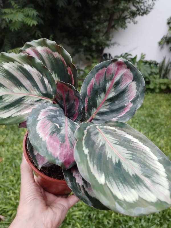 Producto - Calathea Roseopicta Misty - 2