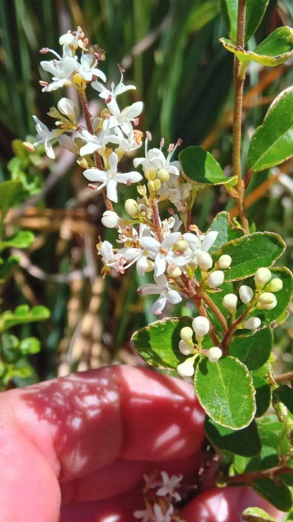 Producto - Ligustrina - 1