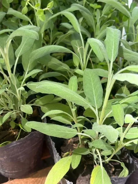 Producto - Salvia