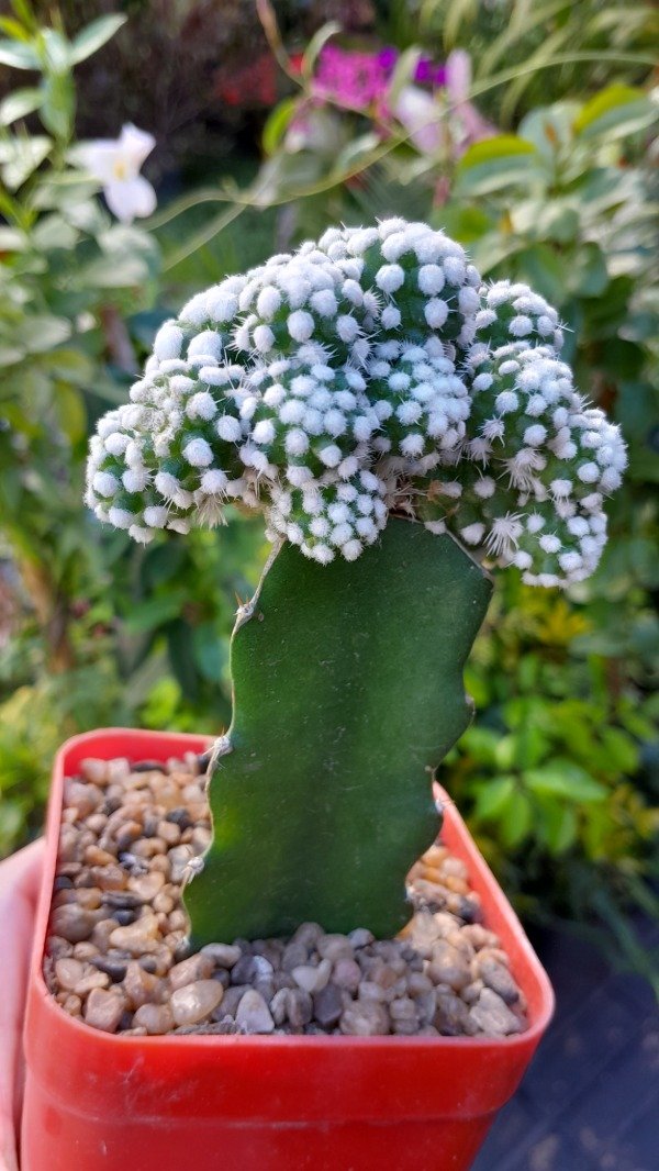 Producto - Mammillaria Theresae (injertado) - 3