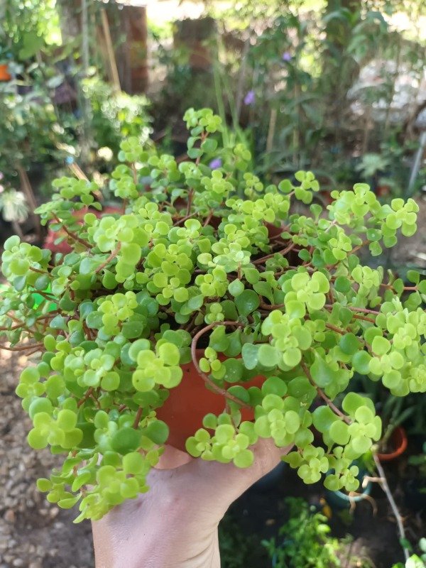 Producto - Sedum makinoi - 1