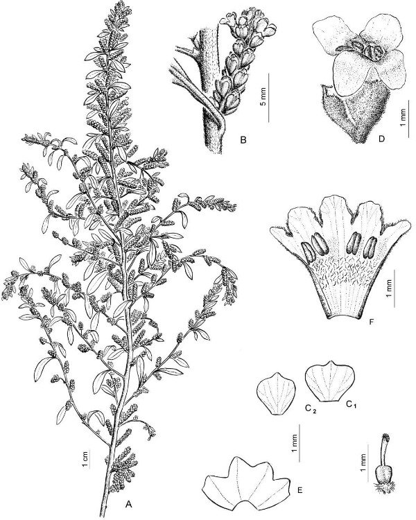 Producto - Tintura Madre Burrito