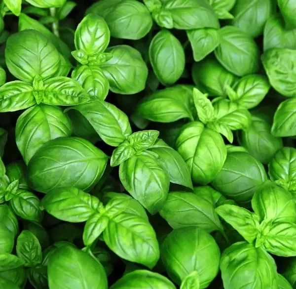 Producto - Semillas de Albahaca - 1