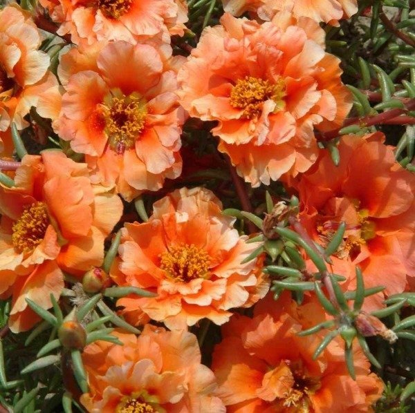 Producto - Semillas De Rosa De Musgo Portulaca Grandiflora Naranja - 0