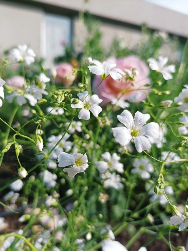 Producto - GYPSOPHILA