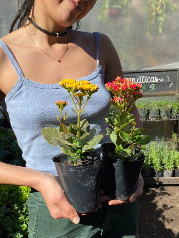 Producto - Kalanchoe en maceta numero 12