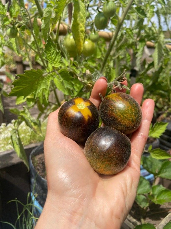 Producto - Plantines Agroecologicos de cherry extravagante Rouffiange
