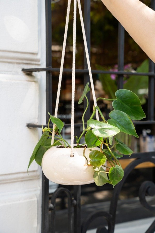 Producto - Cordatum Verde