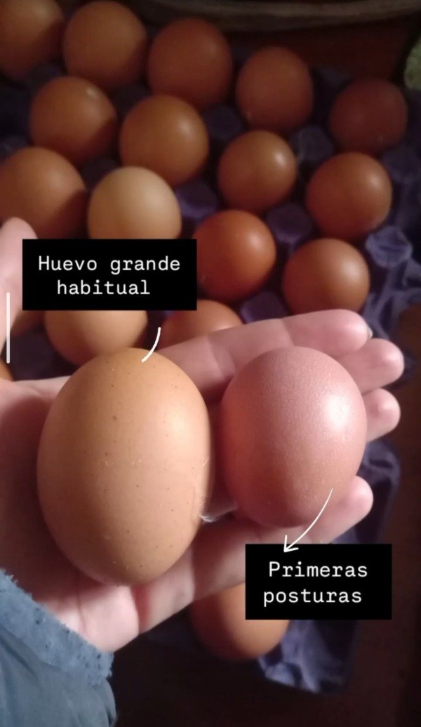 Producto - Huevo de gallina. Chiquito. Primeras posturas. 30 unidades
