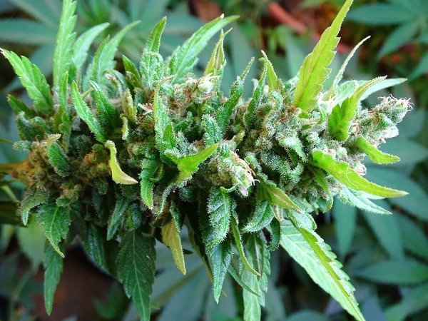 Producto - LEMON BLUE CHEESE AUTO