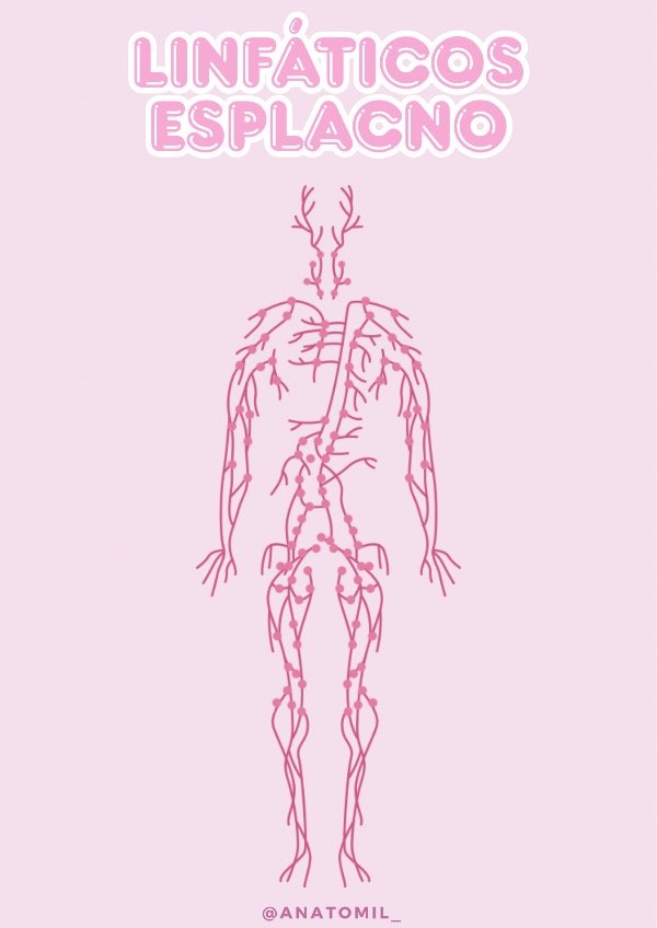 Producto - apunte linfáticos esplacno - pdf