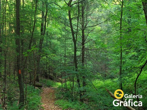 Producto - Bosque FS FS07