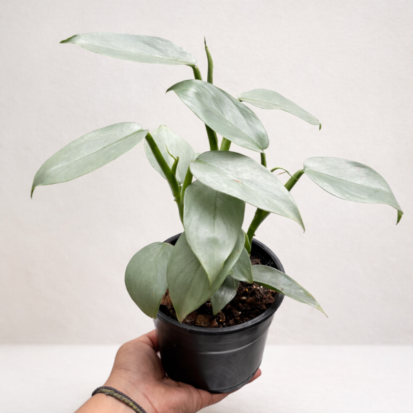 Producto - Philodendro Plateado / Silver
