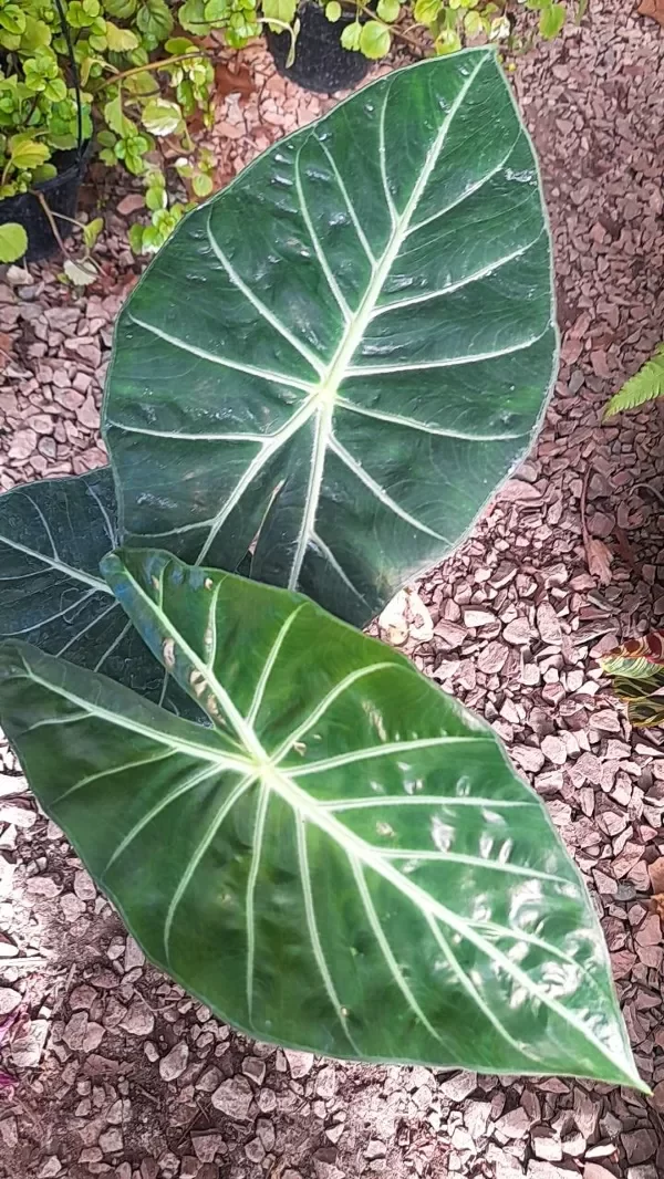 Producto - Alocasia pink dragon