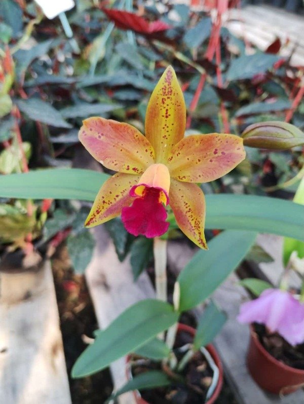 Producto - Cattleya Orquídea - 1