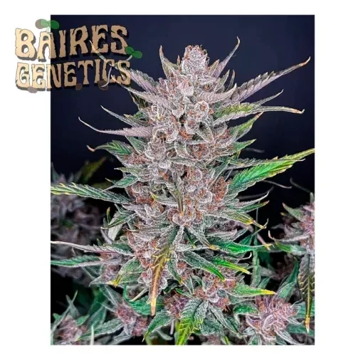 Producto - Gorilla # 4 x Purple Punch x 3 - Foto - Baires Genetics