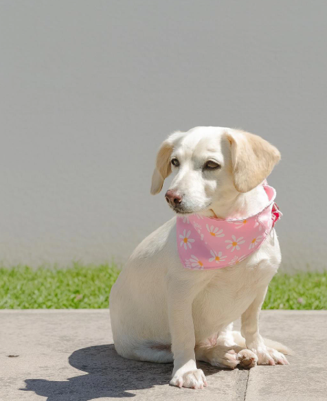 Producto - BANDANA MARGARITA