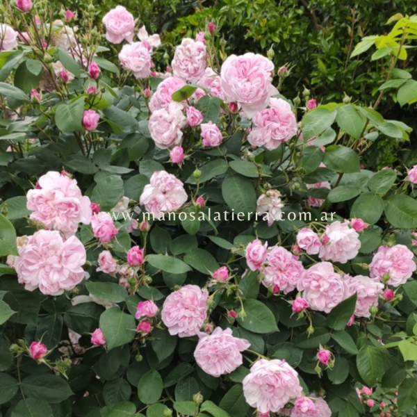 Producto - Rosal Fantin Latour - 3