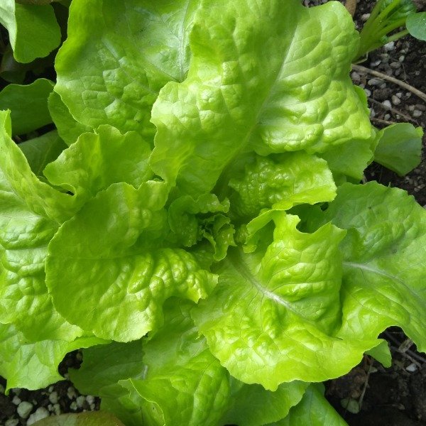 Producto - Lechuga Grand Rapid
