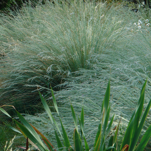 Producto - Poa labilardieri 1,5 L