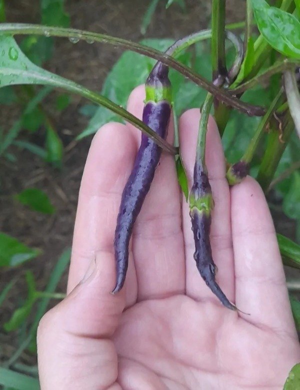Producto - 15 Semillas de Ají Buena Mulata - 2