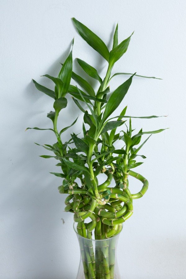 Producto - Lucky Bamboo Espiralado 30cm