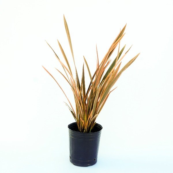 Producto - Phormium Sundowner