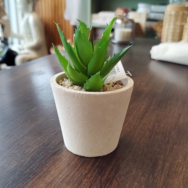 Producto - Maceta con cactus Lina