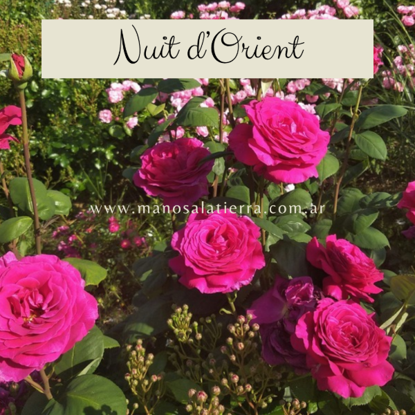 Producto - Rosal Nuit d'Orient