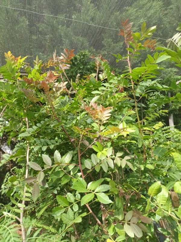Producto - Rhus