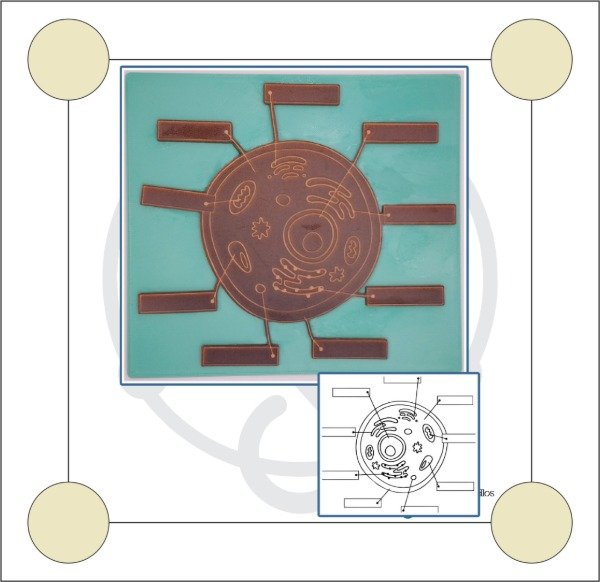 Producto - Set de Sellos Celulas (Animal, Vegetal y Humana)