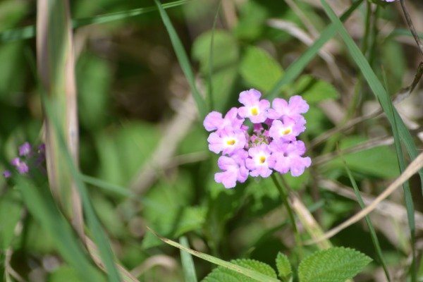 Producto - Lantana montevidensis