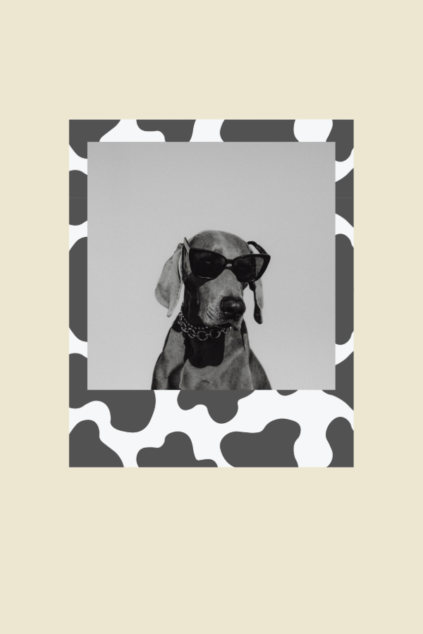 Producto - pack 14 polaroids [vaquita]