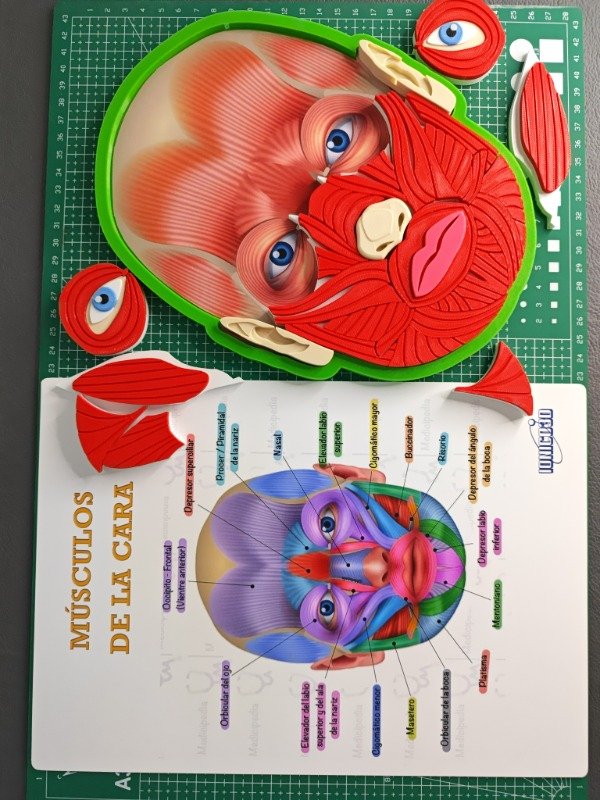 Producto - MÚSCULOS DEL ROSTRO ENCASTRABLES