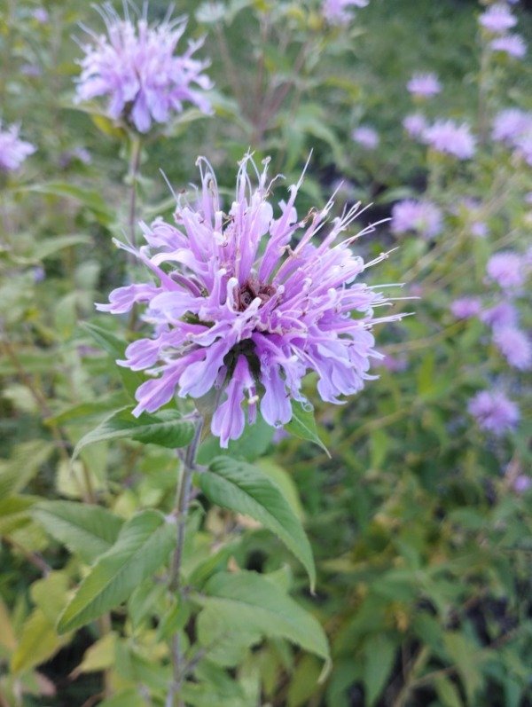 Producto - Monarda fistulosa - 2
