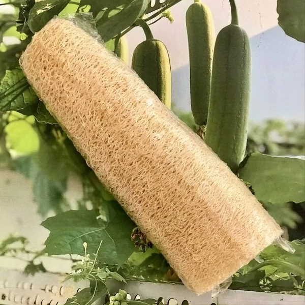 Producto - Esponja loofa vegetal entera [Vida Vera]
