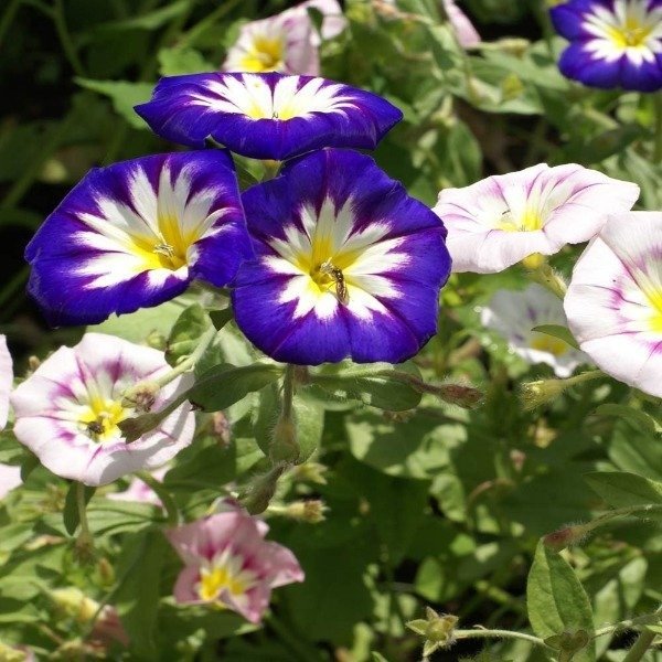 Producto - Semillas De Convolvulus Tricolor Minor Ensign Mix - 2