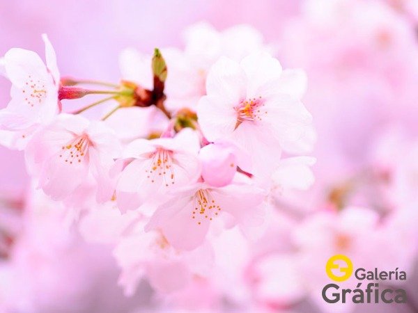 Producto - Flores FS 47
