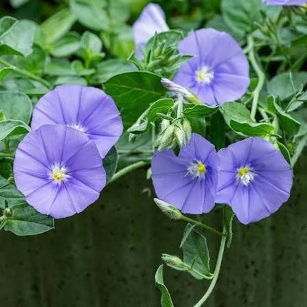 Producto - Convolvulus sabatius 0,75 L