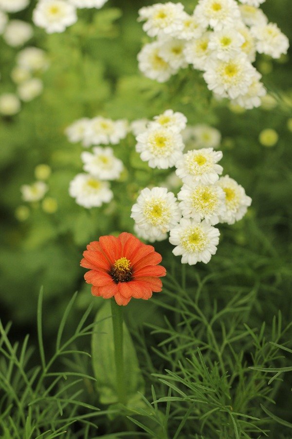 Producto - Combo de Semillas "The Naturalist" - 7