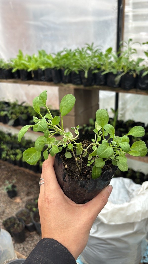 Producto - Plantines de aleli de mahon